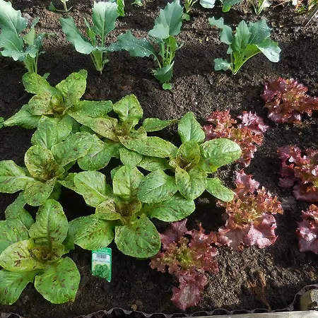 Steinerhof Farm stay