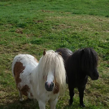 Farm stay Steinerhof *